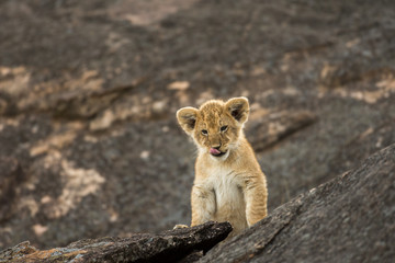 African lion cub