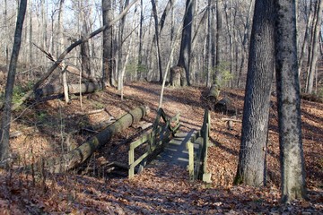 The old wood bridge in the autumn forest. 