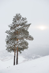 Yakutia. Snow-covered pine on the hill