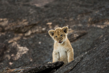 African lion cub