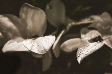 petals of cyclamen flower with black background.