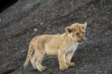 African lion cub