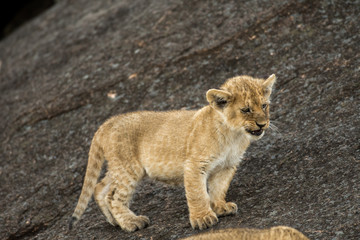 African lion cub