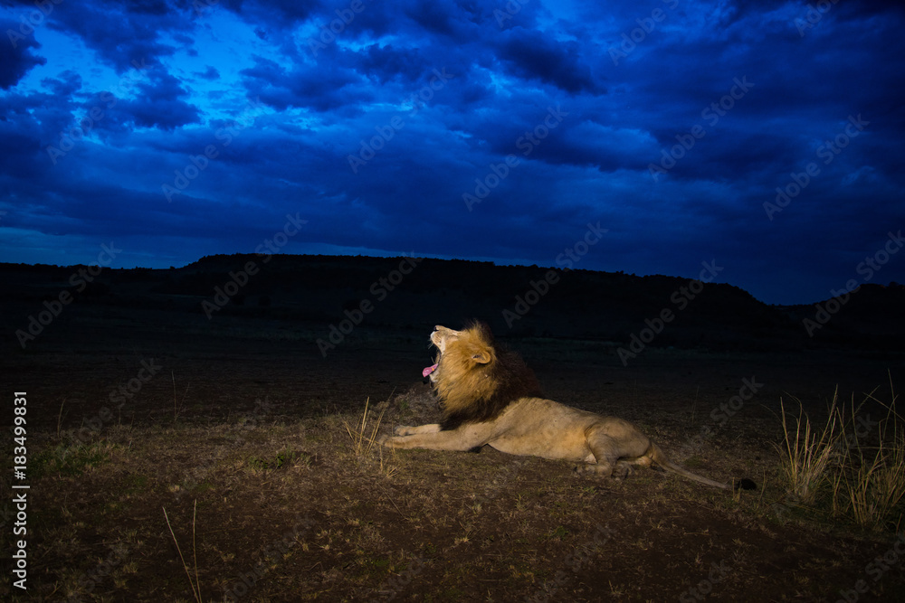 Sticker Male lion Scarface in Masai Mara