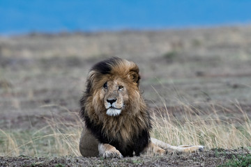 Male african lion