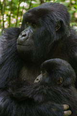 Mountain gorilla and infant