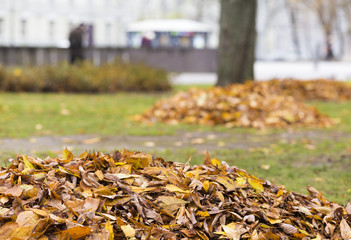 Piles of autumn leaves with selective focus. Fall leaves in focus on foreground