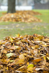 Piles of autumn leaves with selective focus. Fall leaves in focus on foreground