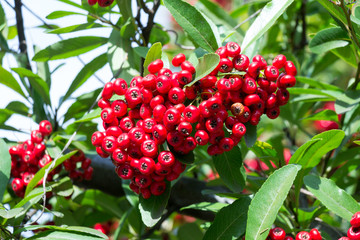 Red fruit at Hamacho park in Tokyo