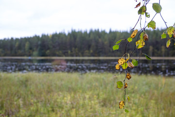 Forest view on an autumn day. Focus point on the autumnal birch leaves in front. Small lake in the background. 