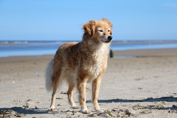 kleiner brauner Mischlingshund steht am Nordsee Strand