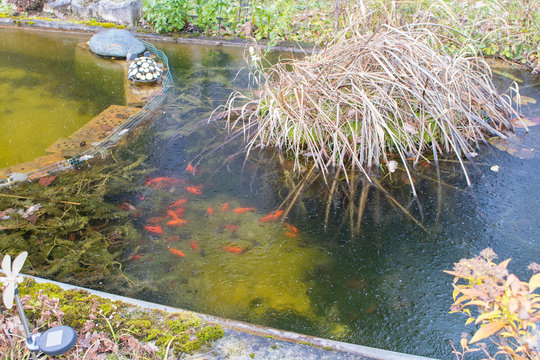 Gefrorene Eisdecke, Fischteich