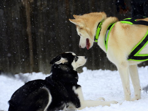 young and old, two sibirien huskies in the snow