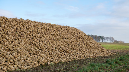 Zuckerrüben Ernte in der Landwirtschaft