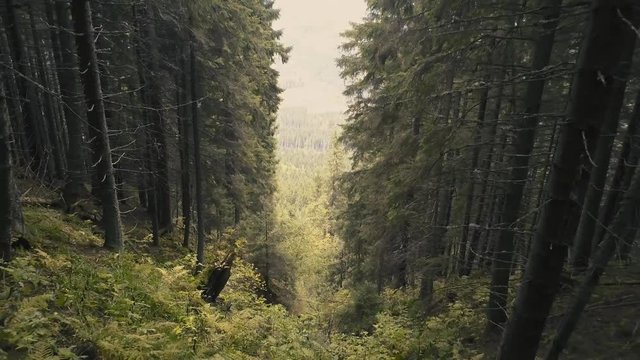 Flying on drone through the wild forest in carpathian mountains near by Vorohta