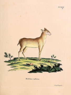 Musk Deer