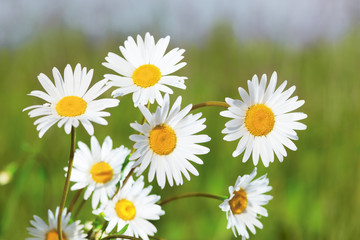 Fototapeta premium Chamomile among flowers