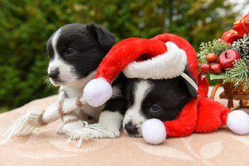 two funny welsh corgi pembroke puppy in santa hat and New Year sled with gifts on Christmas