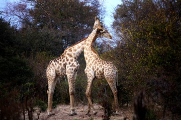 Obraz premium Male giraffe joust