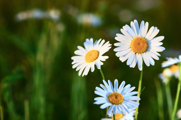 Obraz premium Chamomile among flowers