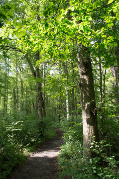 Narrow Trail Through a Summer Forest