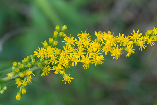 Yellow Wild Flowers in Summer