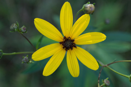 Yellow Fall Flower with Blue Green Background