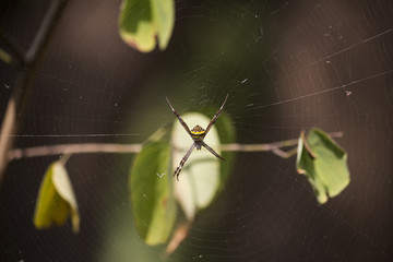 Spider