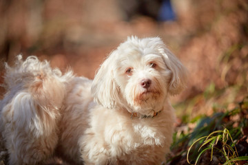 White havanese dog in the forest in autumn surrounded with leaves