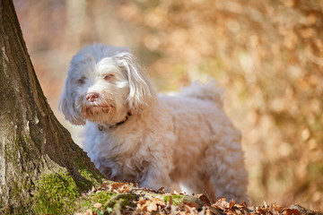 White havanese dog in the forest in autumn surrounded with leaves