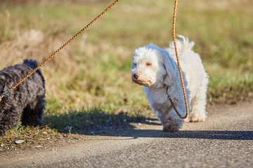 Havanese dog walking on the leach