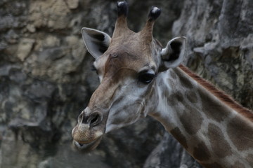 Close-Up Giraffe's face, Thailand
