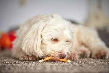 White havanese dog chewing bone at home