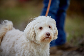 Havanese dog walking on the leach on the street