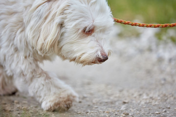 Havanese dog walking on the leach on the street