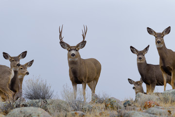 Obraz premium Mule Deer Buck Ready for a rumble