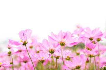 Cosmos flowers in the garden are sunlight in the morning.