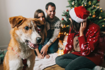 happy family celebrating and smiling at christmas tree with lights and cute dog funny looking. happy family moments. merry christmas and happy new year concept, seasonal greetings, happy holidays