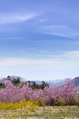 Fototapeta premium Cherry-blossom trees (Sakura) and many kinds of flowers in Hanamiyama park with clear blue sky background, Fukushima, Tohoku area, Japan. The park is very famous Sakura view spot