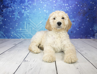 Goldendoodle with snowflake background