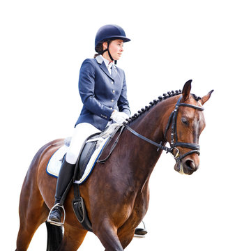 Young Rider Girl On Bay Horse Isolated On White Background.