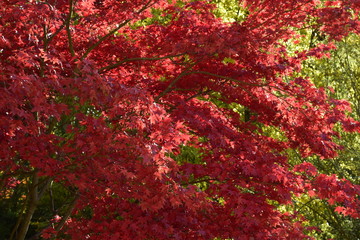 Acer Palmatum