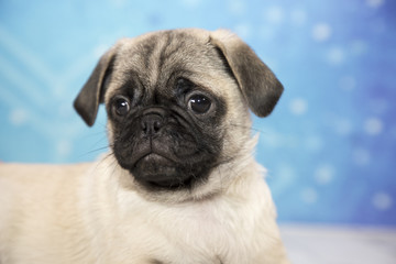 Obraz premium Pug with snowflake background