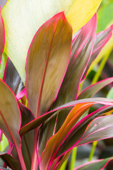 Cordyline leaves Cordyline fruticosa, Cordyline terminalis or Ti plant, Red leaf texture background