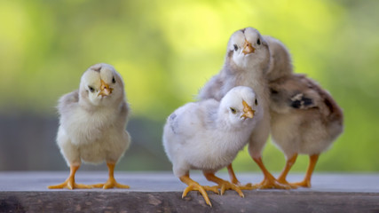 4 yellow baby chicks on wood floor behind natural blurred background