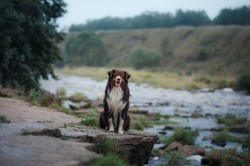 Dog Australian shepherd at the river