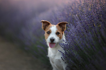 Dog Jack Russell Terrier on lavender field