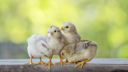 4 chicks on wood floor behind natural blurred background