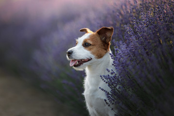 Dog Jack Russell Terrier on lavender field