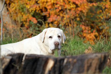 a nice yellow labrador in the park in autumn